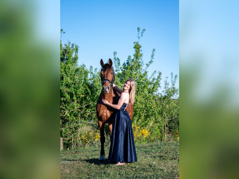 Gelderländer Stute 18 Jahre 163 cm Brauner in Rathenow