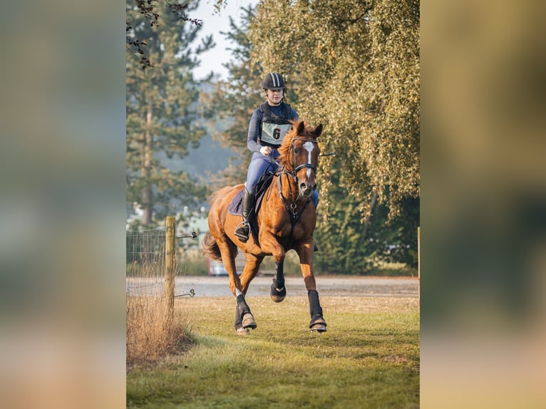Gelderländer Stute 19 Jahre 167 cm Fuchs in Eibergen
