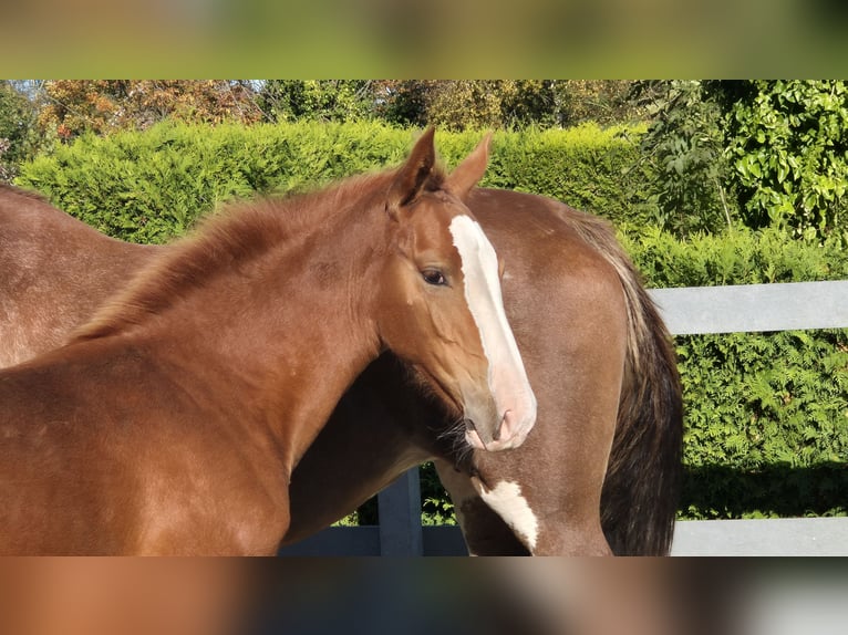 Gelderländer Stute 1 Jahr 169 cm Fuchs in Ochtersum