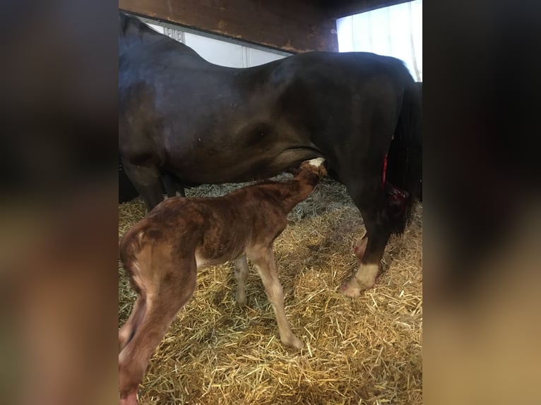 Gelderländer Stute 20 Jahre 163 cm Dunkelfuchs in Stadtlohn