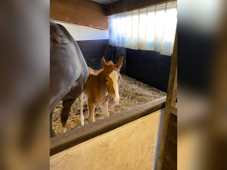 Gelderländer Stute 20 Jahre 163 cm Dunkelfuchs in Stadtlohn