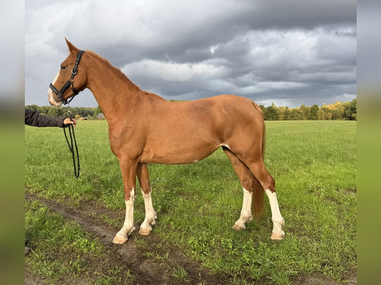 Gelderländer Stute 5 Jahre 165 cm Fuchs in Zutendaal