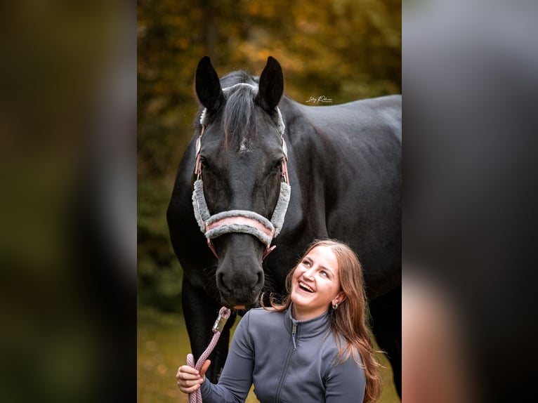Gelderländer Stute 5 Jahre 171 cm Rappe in Laag-Soeren