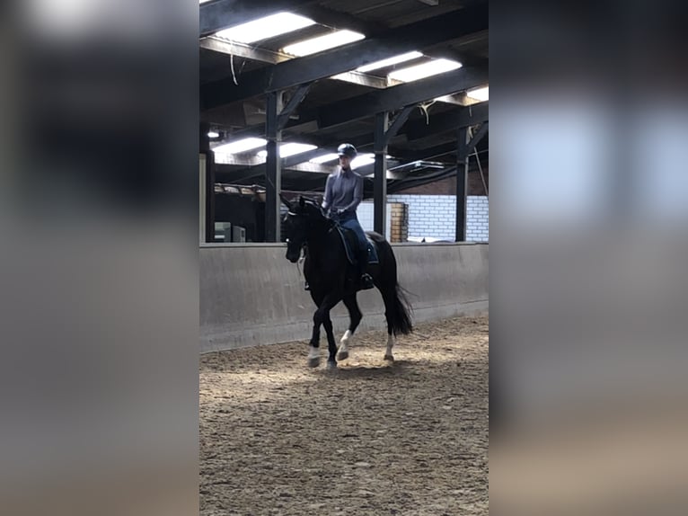 Gelderländer Stute 5 Jahre 171 cm Rappe in Laag-Soeren