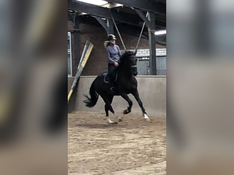 Gelderländer Stute 5 Jahre 171 cm Rappe in Laag-Soeren