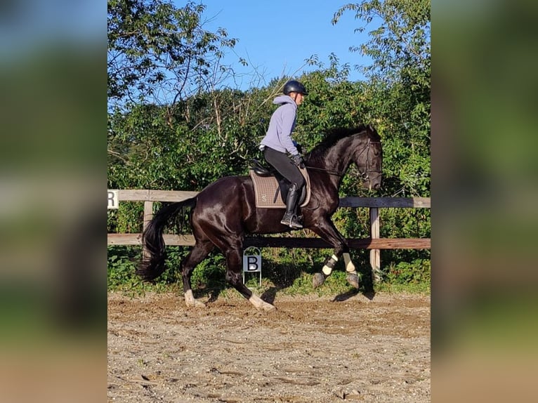 Gelderländer Stute 5 Jahre 171 cm Rappe in Laag-Soeren