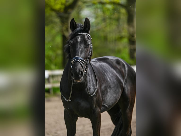 Gelderländer Stute 5 Jahre 171 cm Rappe in Laag-Soeren