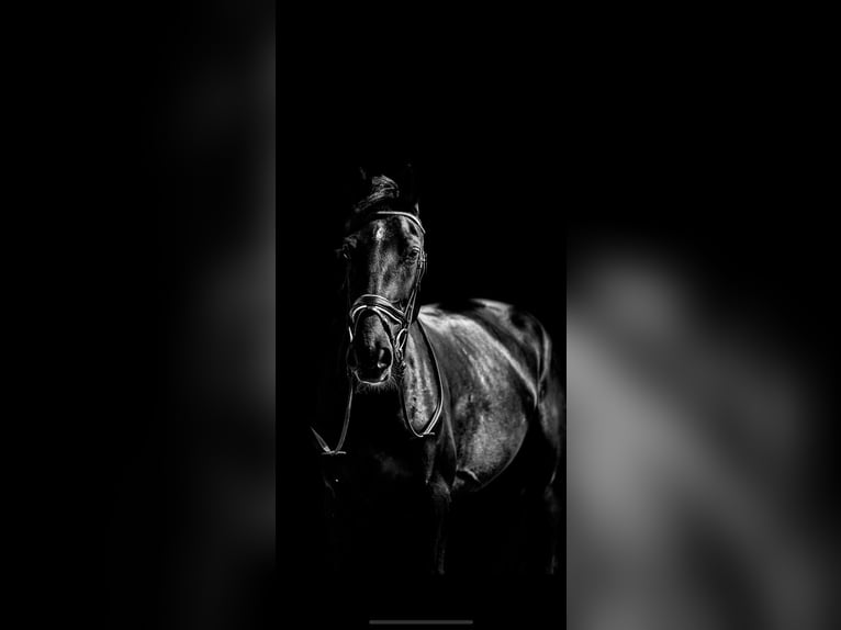 Gelderländer Stute 5 Jahre 171 cm Rappe in Laag-Soeren