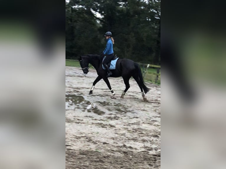 Gelderländer Stute 5 Jahre 171 cm Rappe in Laag-Soeren