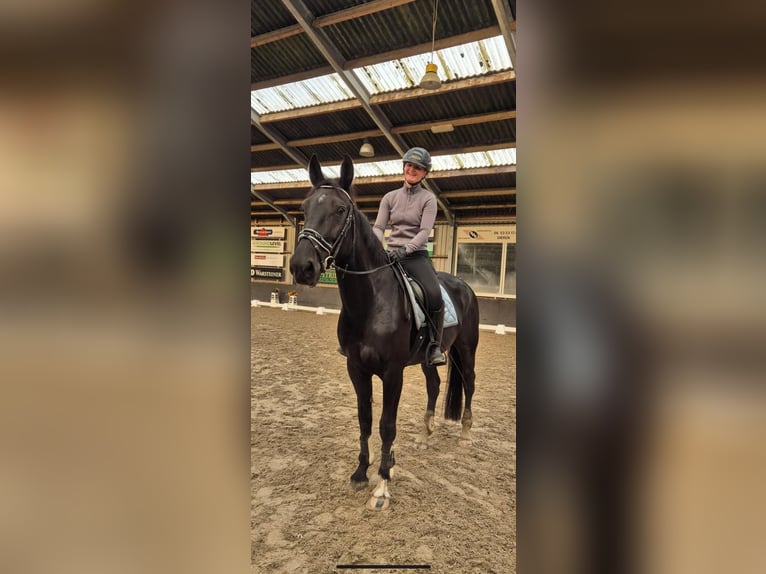 Gelderländer Stute 5 Jahre 171 cm Rappe in Laag-Soeren
