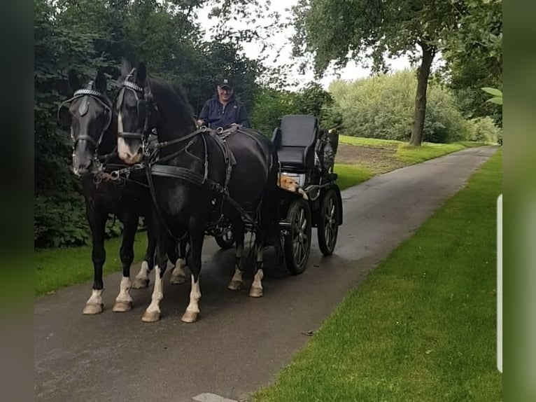 Gelderländer Stute Fohlen (06/2025) Dunkelbrauner in Borken