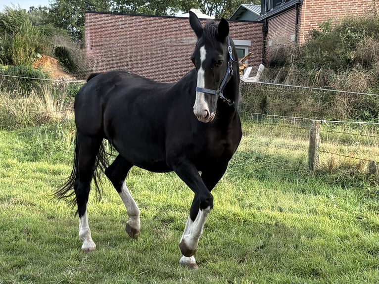 Gelderländer Stute Fohlen (06/2025) Dunkelbrauner in Borken