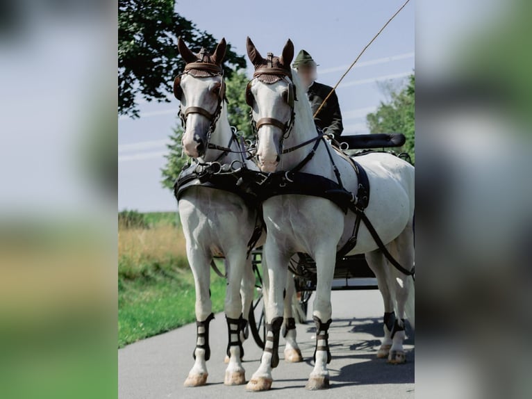 Gelderländer Wałach 11 lat 170 cm Siwa in J&#xFC;bek