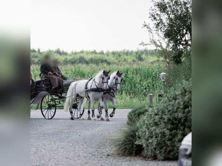 Gelderländer Wałach 11 lat 170 cm Siwa in J&#xFC;bek