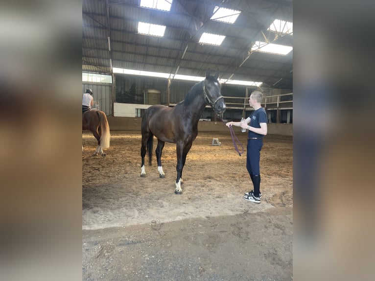 Gelderländer Wałach 4 lat 170 cm Kara in Liège