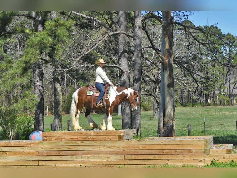 Gelderländer Wałach 5 lat 142 cm Tobiano wszelkich maści in Toulouse