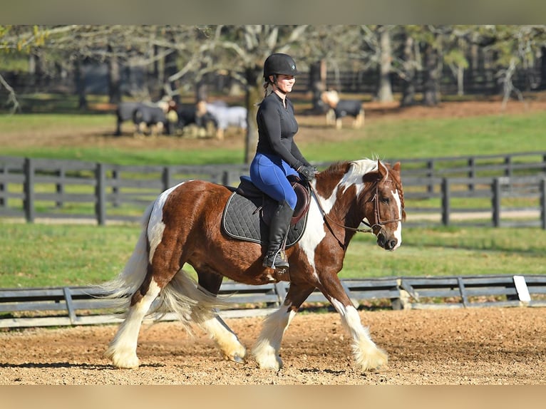 Gelderländer Wałach 5 lat 142 cm Tobiano wszelkich maści in Toulouse