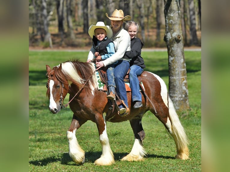 Gelderländer Wałach 5 lat 142 cm Tobiano wszelkich maści in Toulouse