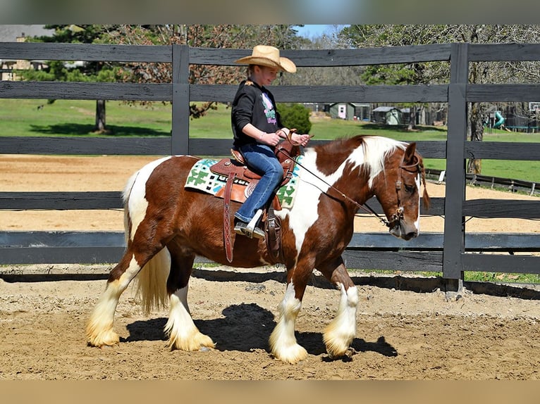 Gelderländer Wałach 5 lat 142 cm Tobiano wszelkich maści in Toulouse