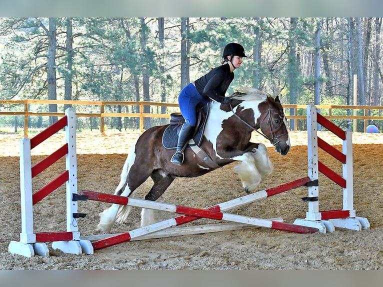 Gelderländer Wałach 5 lat 142 cm Tobiano wszelkich maści in Toulouse
