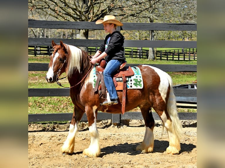 Gelderländer Wałach 5 lat 142 cm Tobiano wszelkich maści in Toulouse