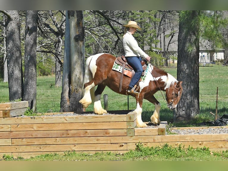 Gelderländer Wałach 5 lat 142 cm Tobiano wszelkich maści in Toulouse