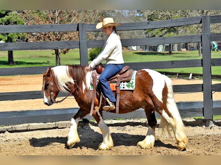 Gelderländer Wałach 5 lat 142 cm Tobiano wszelkich maści in Toulouse
