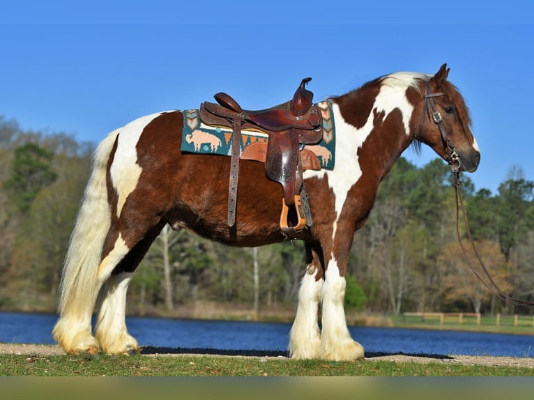 Gelderländer Wałach 5 lat 142 cm Tobiano wszelkich maści in Toulouse