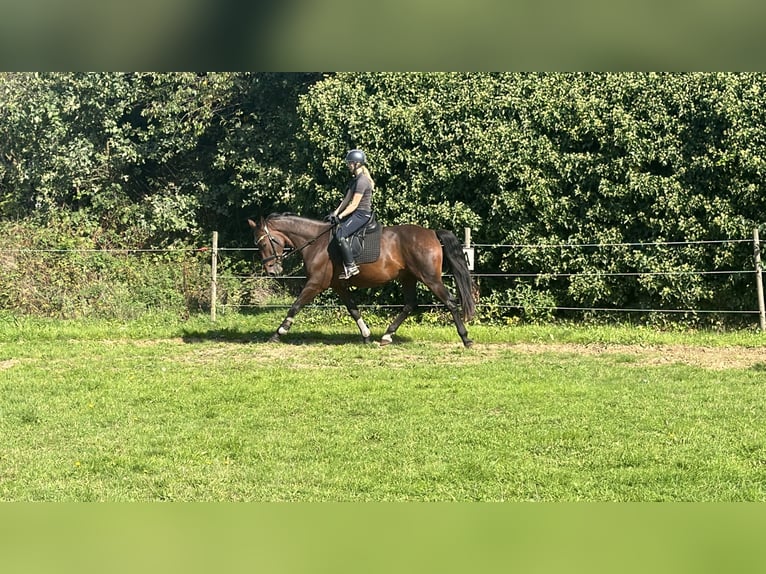 Gelderländer Wałach 5 lat 165 cm Gniada in Beringen