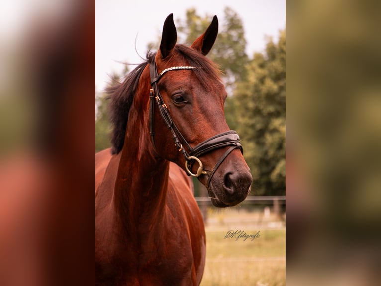 Gelderländer Wałach 5 lat 165 cm Gniada in Beringen