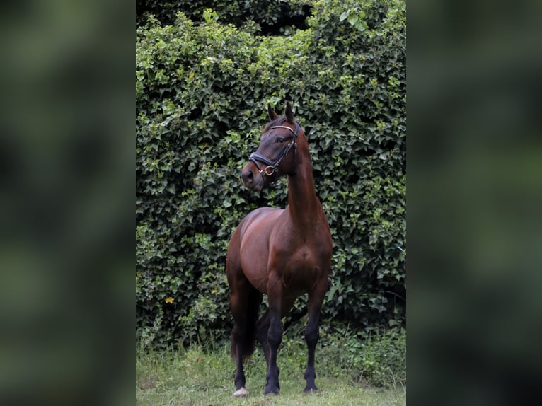 Gelderländer Wałach 5 lat 165 cm Gniada in Beringen