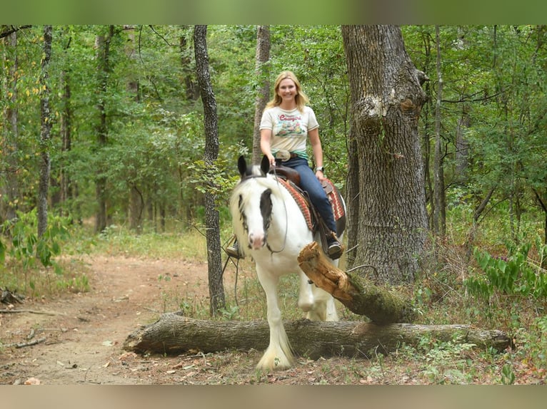 Gelderländer Wałach 6 lat 152 cm Tobiano wszelkich maści in M&#xFC;nchen
