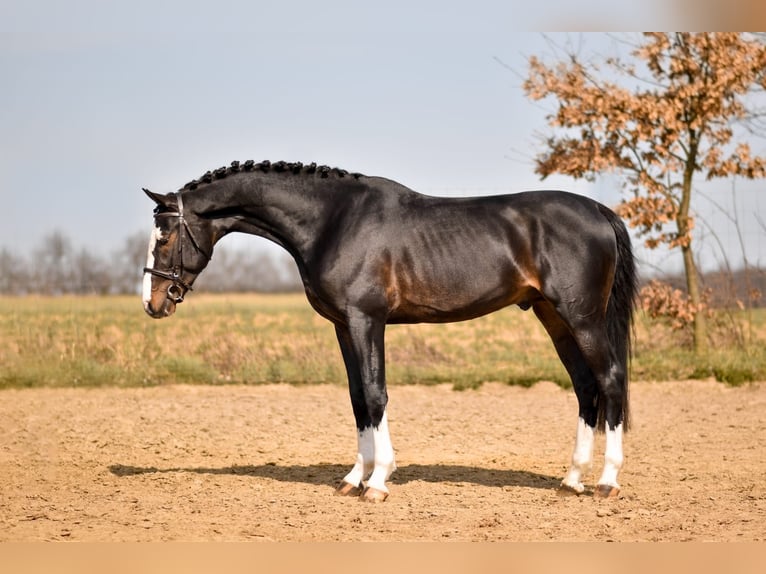Gelderländer Wałach 8 lat 166 cm Skarogniada in Nidderau