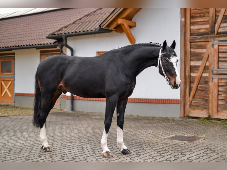 Gelderländer Wałach 8 lat 166 cm Skarogniada in Nidderau