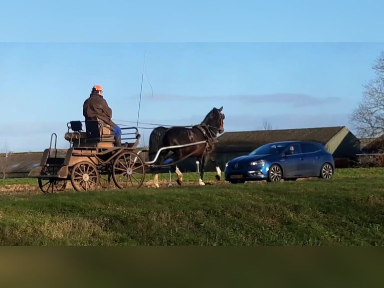 Gelderländer Wałach 8 lat 167 cm Kara in Oosterzee