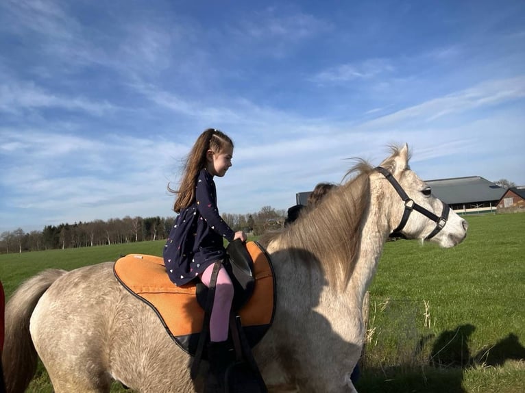 Gelderländer Wałach 11 lat 165 cm Kara in NieuwlandeNieuwlande