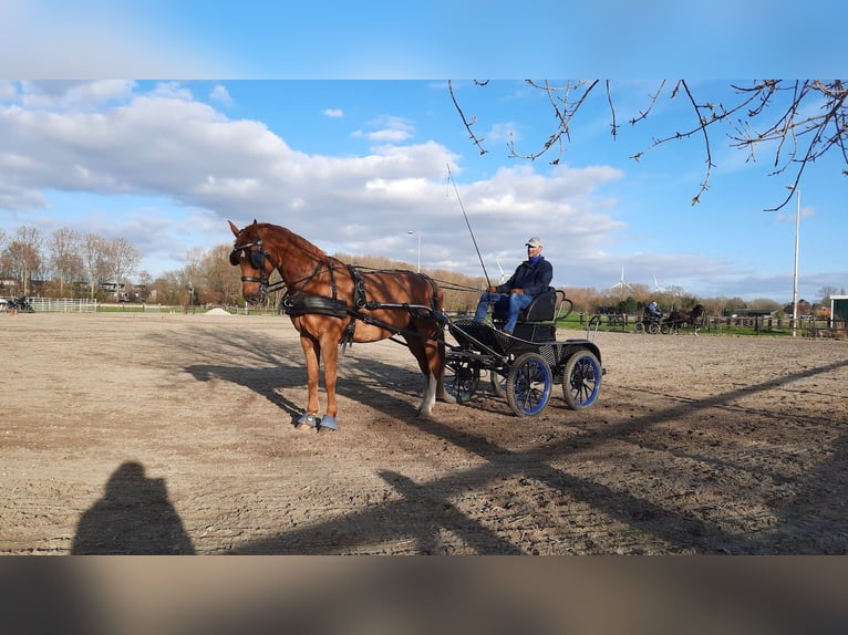 Gelderländer Wałach 14 lat 169 cm Kasztanowata in Zwartewaal