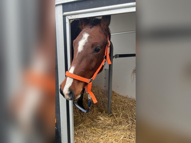 Gelderländer Wałach 3 lat 155 cm Ciemnogniada in Werne