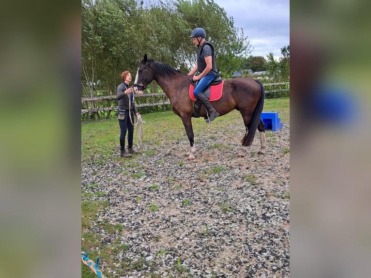 Gelderländer Wallach 11 Jahre 165 cm Rappe in NieuwlandeNieuwlande