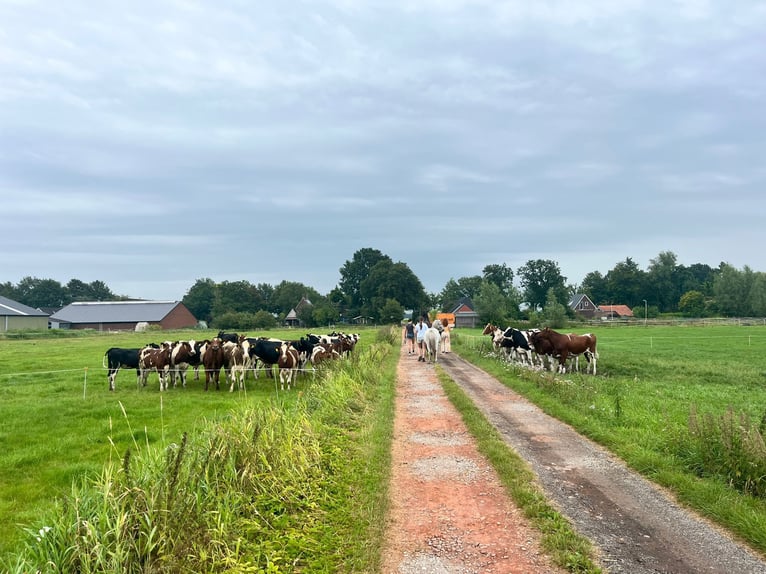 Gelderländer Wallach 11 Jahre 165 cm Rappe in NieuwlandeNieuwlande