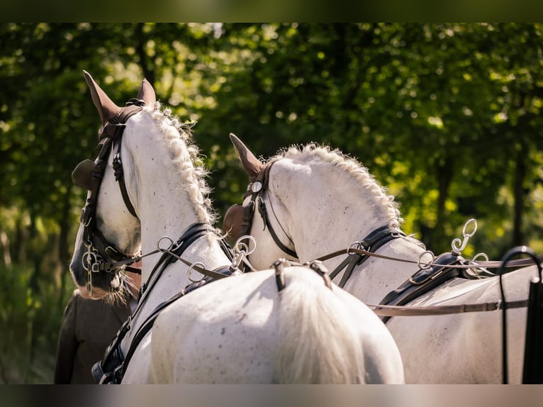 Gelderländer Wallach 11 Jahre 170 cm Schimmel in J&#xFC;bek