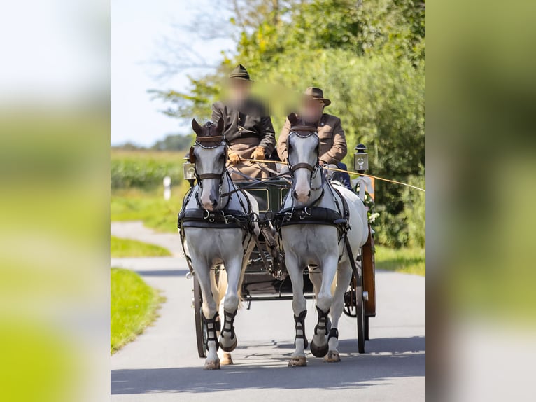 Gelderländer Wallach 11 Jahre 170 cm Schimmel in J&#xFC;bek