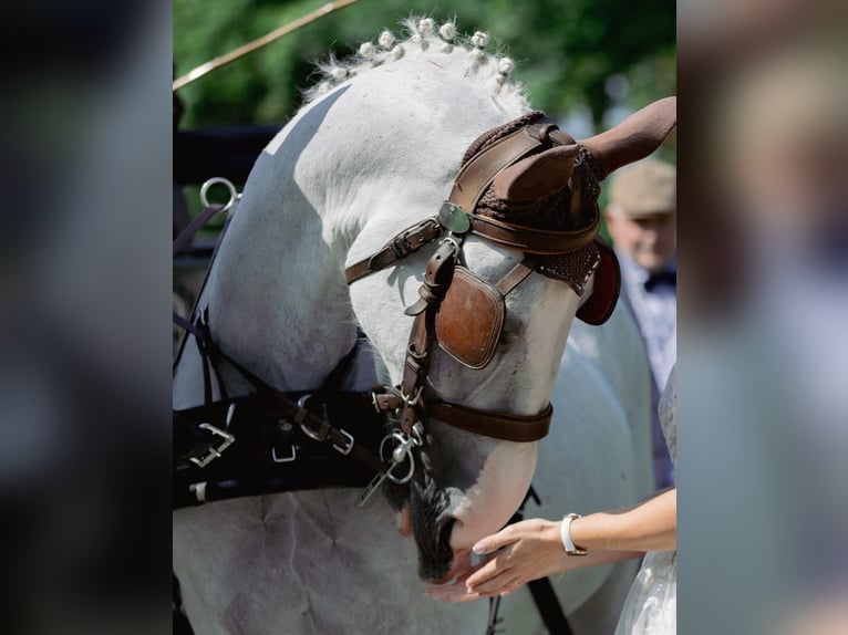 Gelderländer Wallach 11 Jahre 170 cm Schimmel in J&#xFC;bek