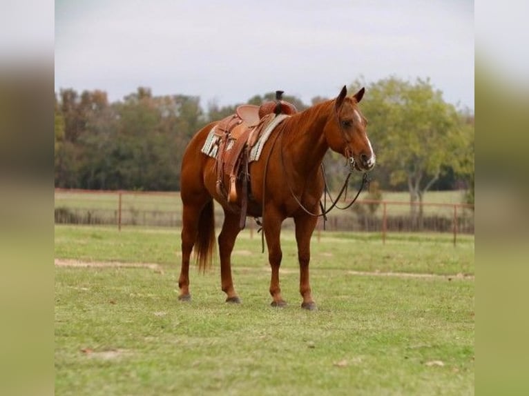 Gelderländer Wallach 12 Jahre in Dallas