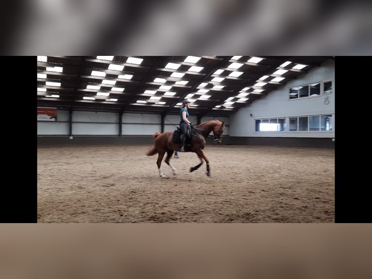 Gelderländer Wallach 14 Jahre 169 cm Fuchs in Zwartewaal