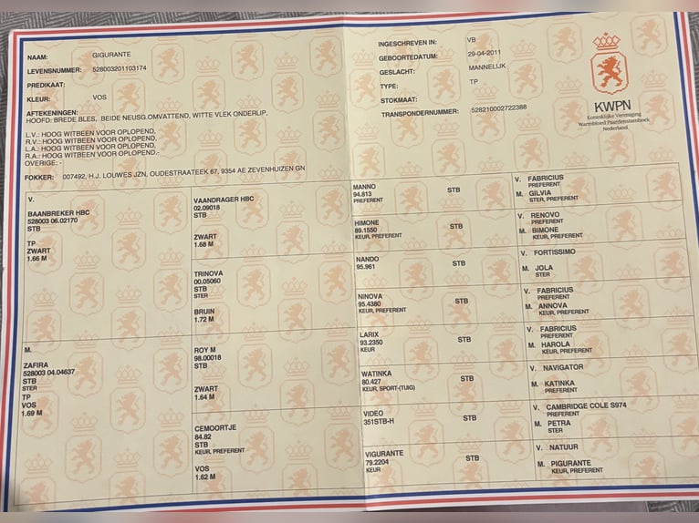 Gelderländer Wallach 15 Jahre 170 cm Fuchs in Reith bei SeefeldReith