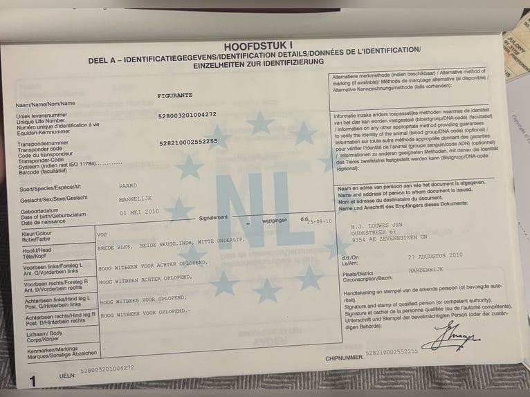 Gelderländer Wallach 15 Jahre 170 cm Fuchs in Reith bei SeefeldReith