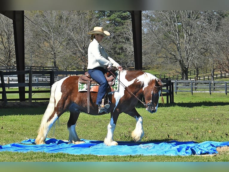 Gelderländer Wallach 5 Jahre 142 cm Tobiano-alle-Farben in Toulouse