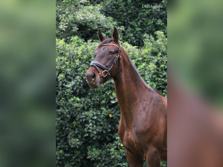 Gelderländer Wallach 5 Jahre 165 cm Brauner in Beringen