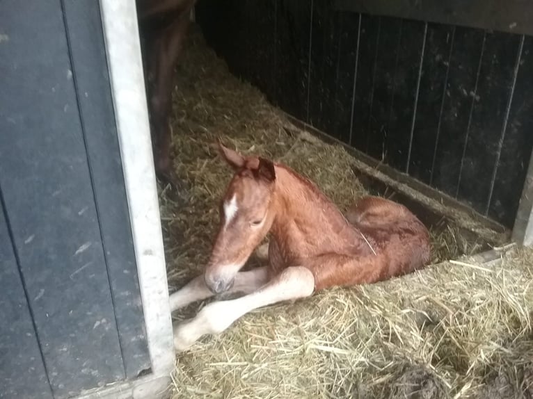 Gelderländer Wallach 6 Jahre 165 cm Fuchs in Nijkerk